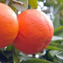 MANDARINO FORTUNE