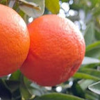 MANDARINO FORTUNE