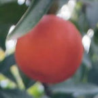 MANDARINO FORTUNE