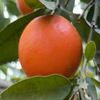MANDARINO FORTUNE