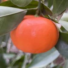 MANDARINO FORTUNE
