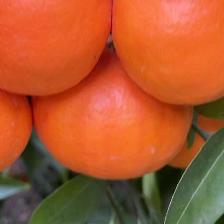 MANDARINO FORTUNE