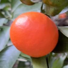 MANDARINO FORTUNE