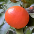 MANDARINO FORTUNE