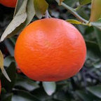 MANDARINO FORTUNE