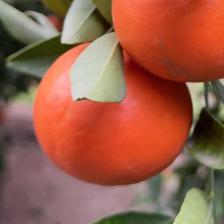 MANDARINO FORTUNE