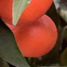 MANDARINO FORTUNE
