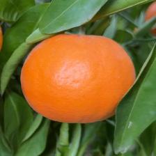 MANDARINO FORTUNE