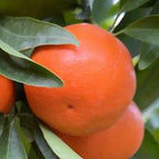MANDARINO FORTUNE