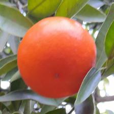 MANDARINO FORTUNE