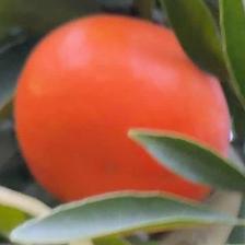 MANDARINO FORTUNE