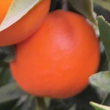 MANDARINO FORTUNE