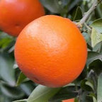 MANDARINO FORTUNE
