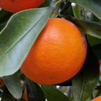 MANDARINO FORTUNE