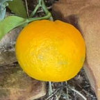 MANDARINO ORRI