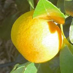 MANDARINO ORRI