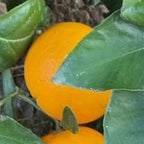 MANDARINO ORRI