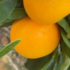 MANDARINO ORRI