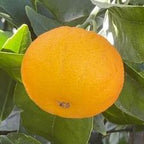 MANDARINO ORRI