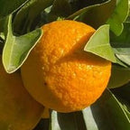 MANDARINO ORRI