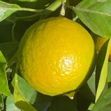 MANDARINO ORRI