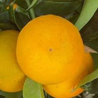 MANDARINO ORRI
