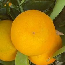 MANDARINO ORRI