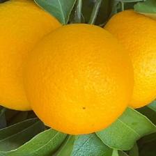 MANDARINO ORRI