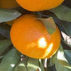 MANDARINO ORRI