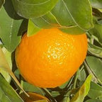 MANDARINO ORRI