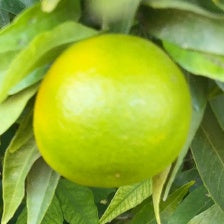 CLEMENTINE CLEMENFREE