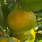 CLEMENTINE CLEMENFREE