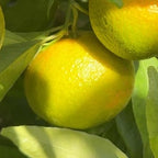 CLEMENTINE CLEMENFREE