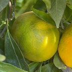 CLEMENTINE CLEMENFREE