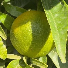 CLEMENTINE CLEMENFREE