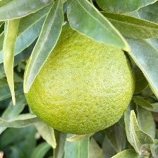 CLEMENTINE CLEMENFREE