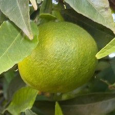 CLEMENTINE CLEMENFREE