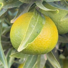 CLEMENTINE CLEMENFREE